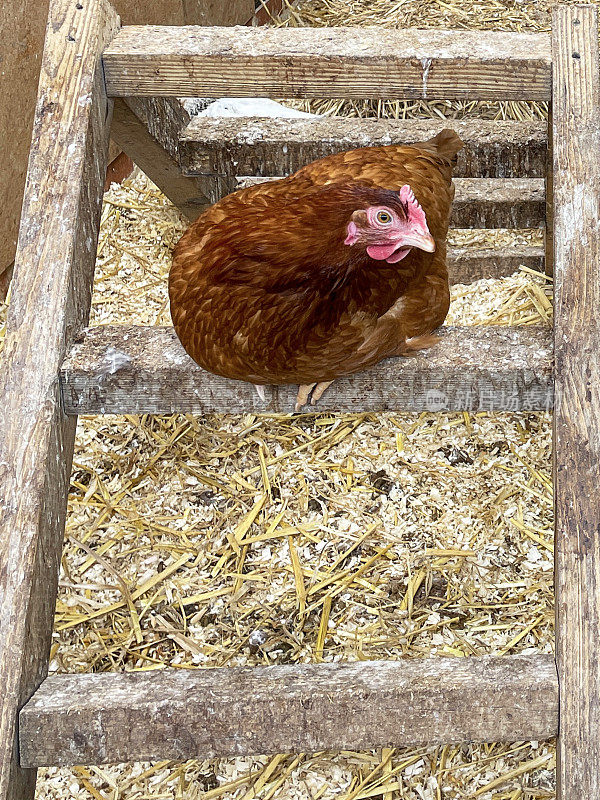 特写形象的母鸡栖息在木梯子的梯级在宠物店鸟舍笼子，家禽鸡群(Gallus domesticus)，重点放在前景